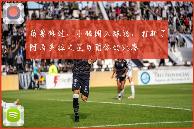 萌兽路过，小猫闯入球场，打断了阿马多拉之星与葡体的比赛